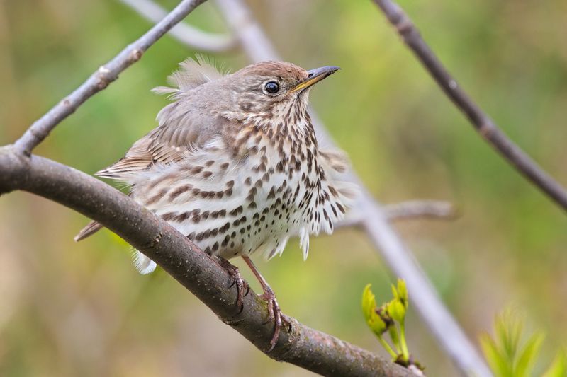 птицы, дрозд Ветренно...photo preview