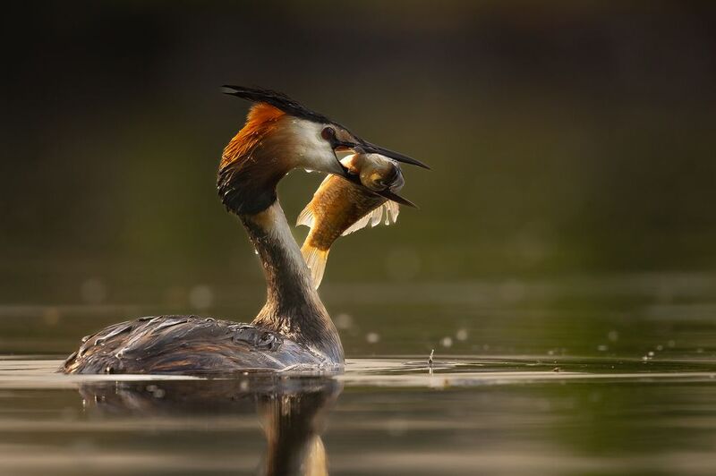 Закускаphoto preview