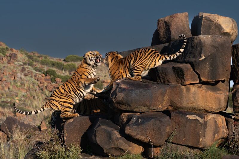 Бенгальский тигр, Африка, ЮАР photo preview