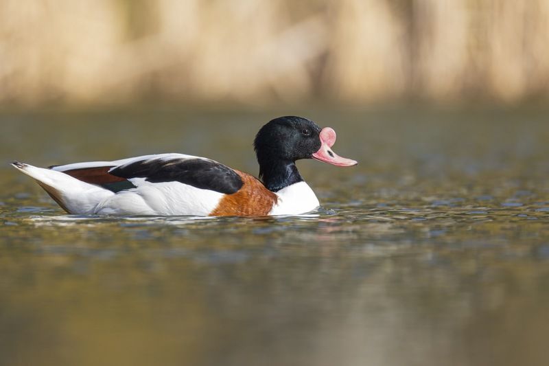 пеганка, утка, птицы Пеганкаphoto preview