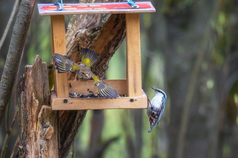 пермский край, птицы, фотоохота, природа, зеленушка, поползень Веер фото превью