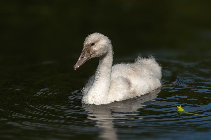 лебедь-шипун, птенец, cygnus olor; mute swan; cygnet Взрослениеphoto preview