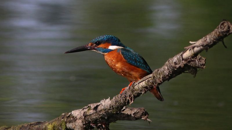 зимородок, обыкновенный зимородок, alcedo atthis, common kingfisher, kingfisher На любимой присадеphoto preview