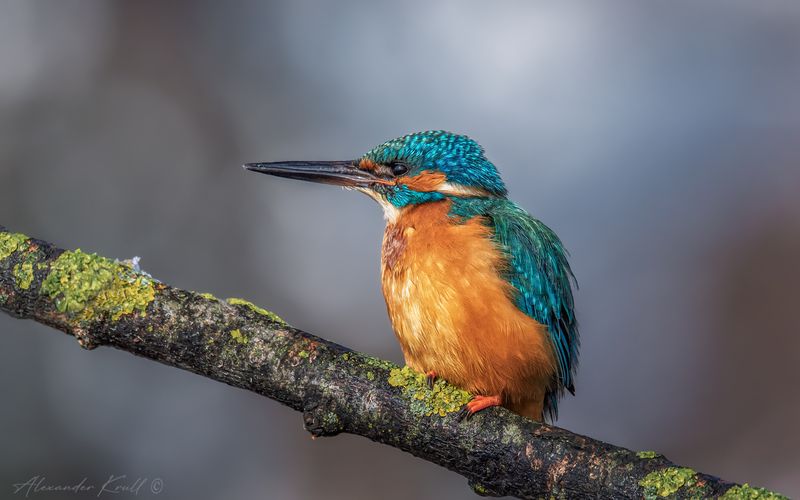 зимородок, обыкновенный зимородок, alcedo atthis На утренней охотеphoto preview