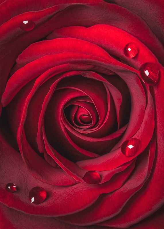 rose flower red роза красный red red rosephoto preview