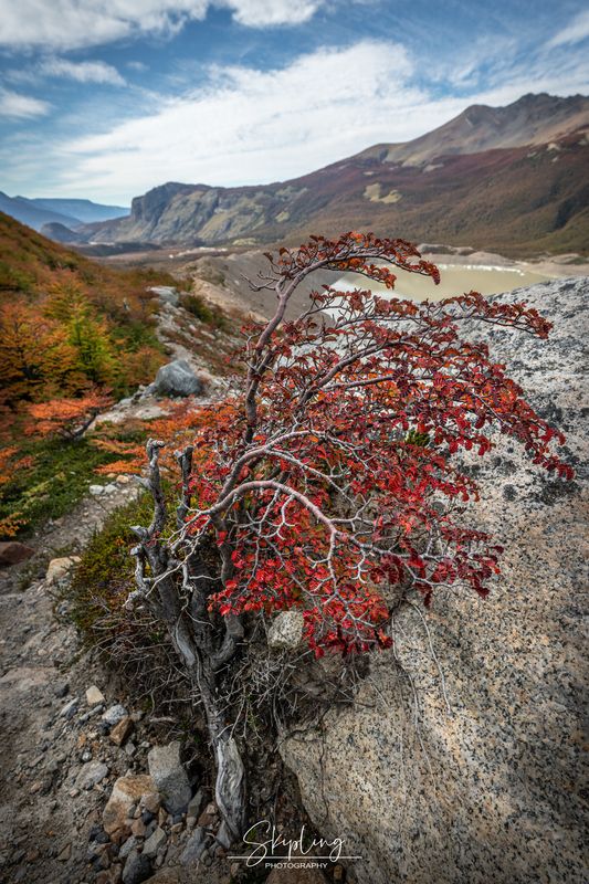 patagonia Nothofagus pumiliophoto preview