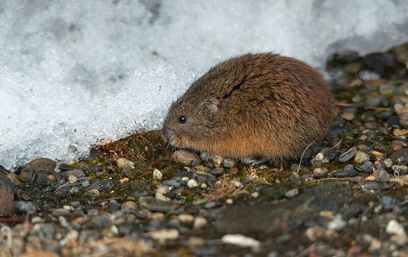 чукотка арктика север тундра лемминг Бурый леммингphoto preview