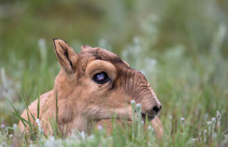 Новорожденный сайгак.photo preview
