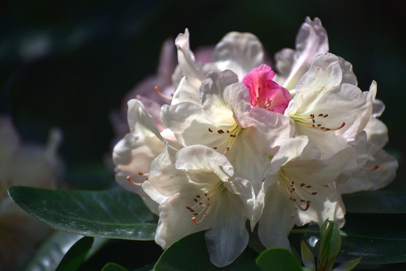 In the Botanical Garden..photo preview