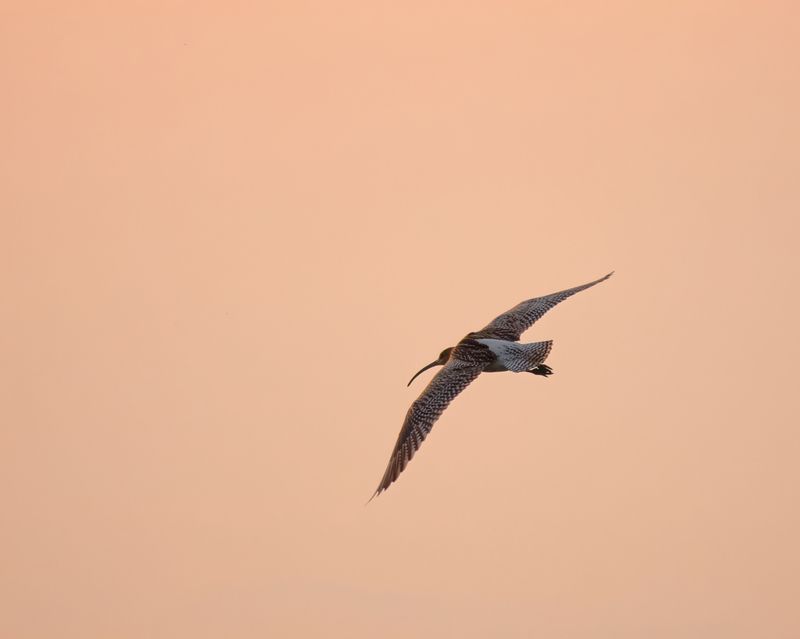 птицы, кулики, природа, фотоохота Большой кроншнеп фото превью