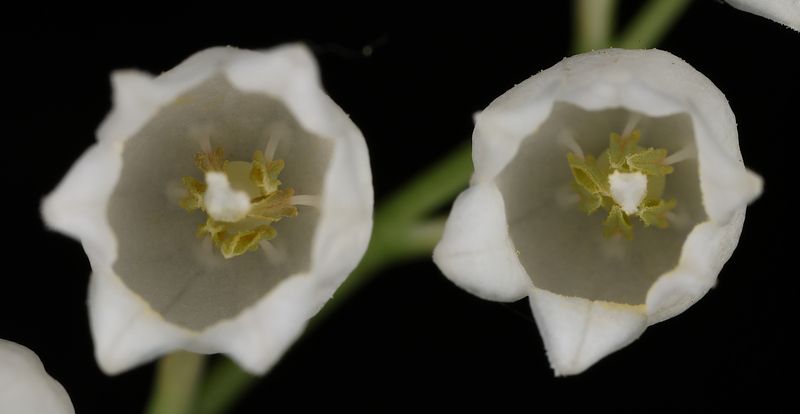 Ландыши фото превью