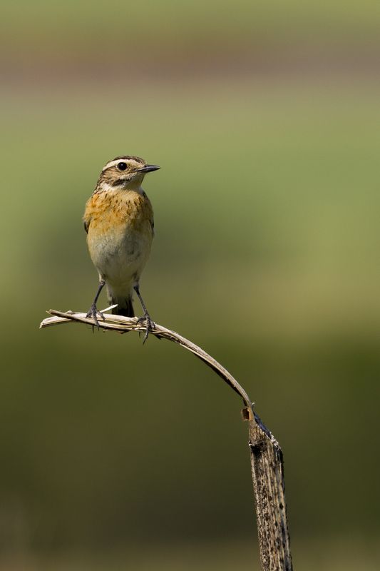 природа ***photo preview