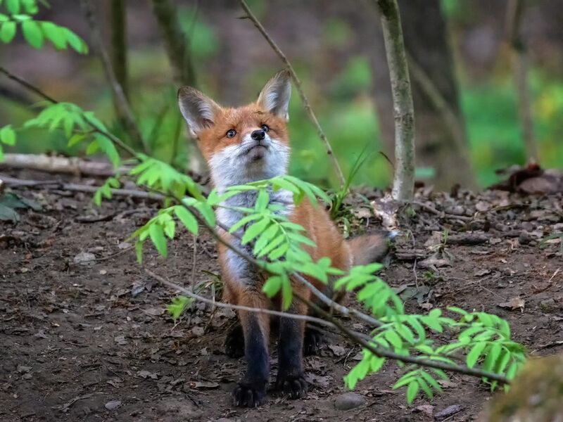 Исследователь фото превью