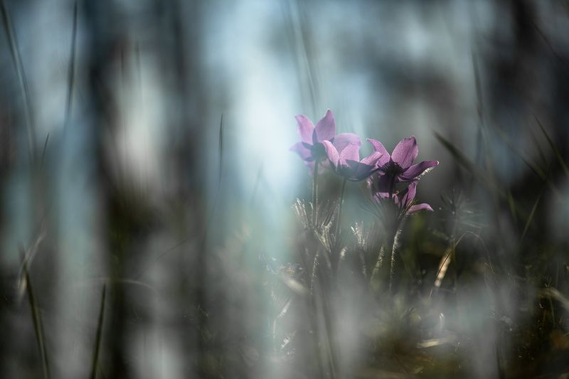 сон трава, россия, весна, апрель, воронеж, красота, nikon d 850, carl zeiss makro-planar t* 100mm f/2 zf.2 Сон...photo preview