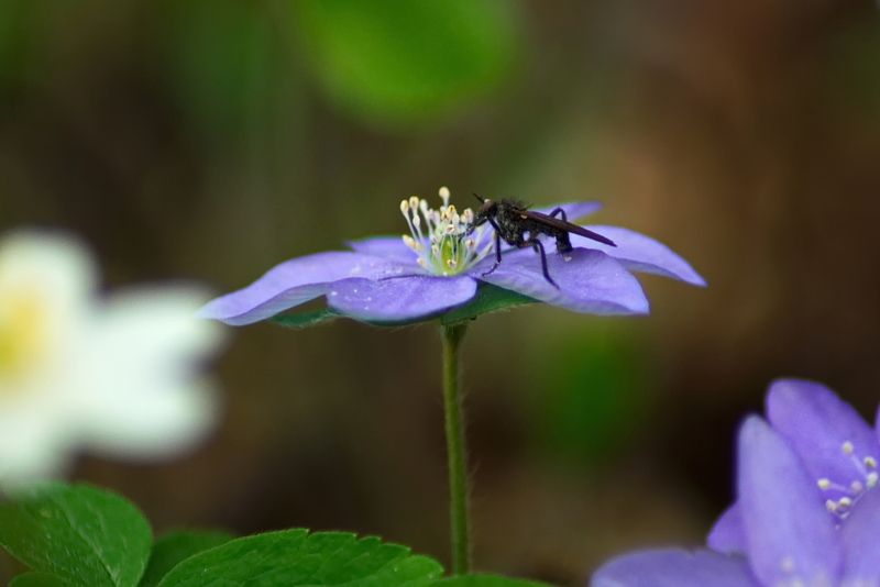 Ценитель ароматаphoto preview