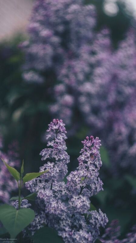 природа, цветы, сирень, лето ***photo preview