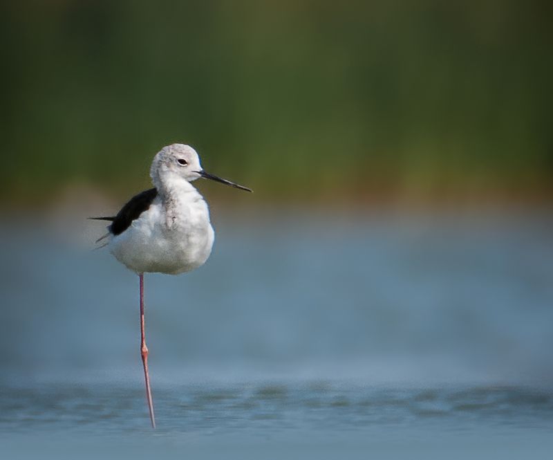 Ходулочник из Шаолиняphoto preview