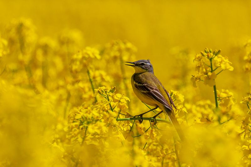 Цвет настроения....желтый! фото превью