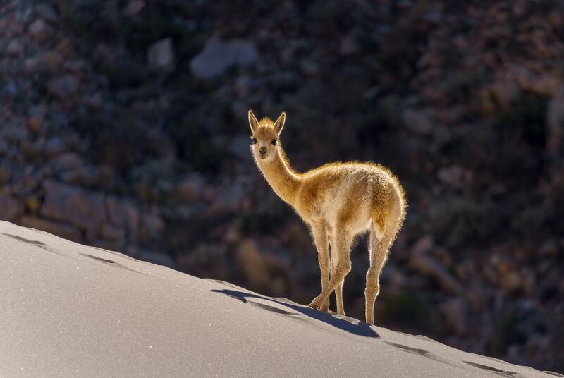 Vicuña de Duna Randolfophoto preview