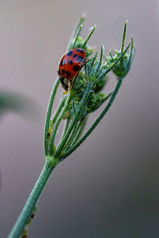 Breakfast at Tiffany\\\'sphoto preview