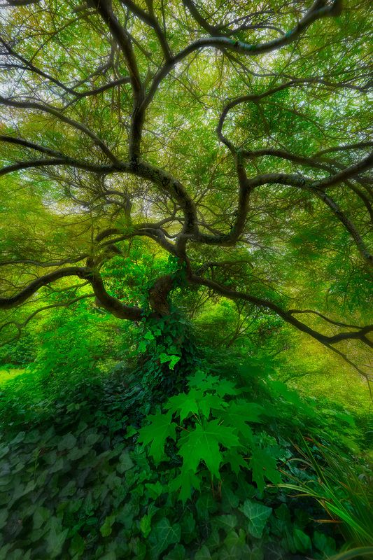 maple tree, green, leaves, summer Beneath the Breath of Summerphoto preview
