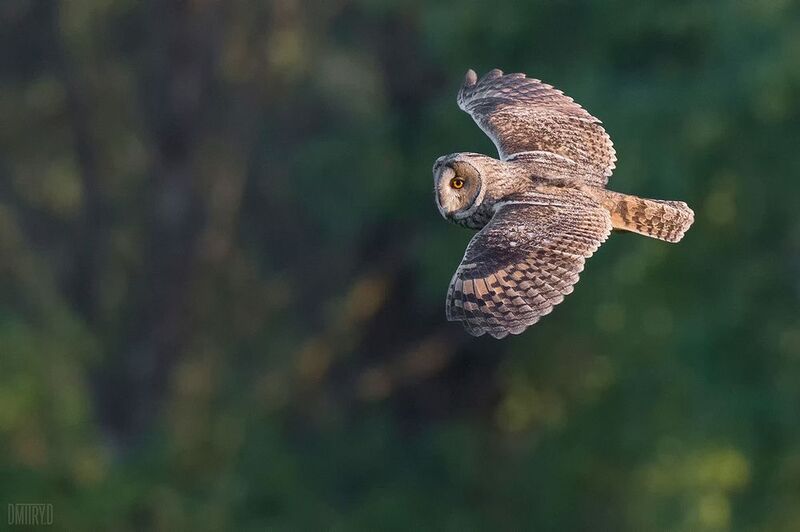 ушастая сова, Ушастая сова фото превью