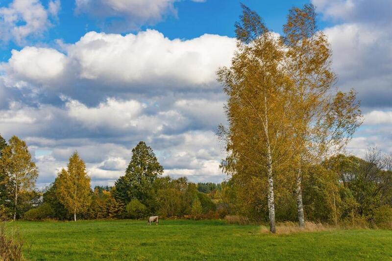осень, природа россии, смоленская область, сентябрь, деревенский пейзаж, в поле, березы, небо, тучи, облака, autumn, nature of russia, smolensk region, september, rural landscape, in the field, birch trees, sky, clouds, к осени ближе фото превью