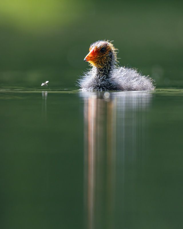 лысуха, птицы, птенец, комар Лысенок и комарphoto preview