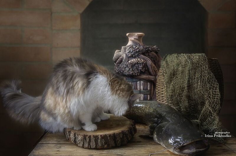 натюрморт, рыба, кухня, любопытная кошка, сом Ой, какая рыба!photo preview