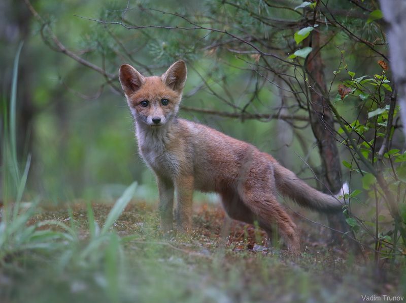 лисёнок,  fox Лисёнок фото превью