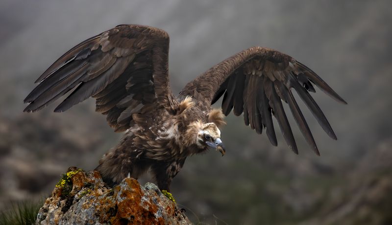 Черный грифphoto preview