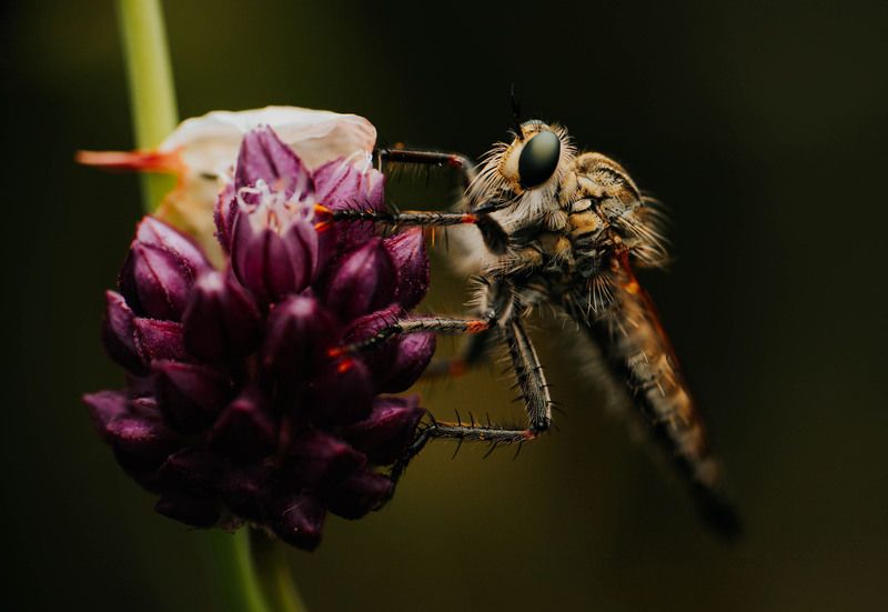 ктырь, макро, круглый лук Маленький ктырь на круглом лукеphoto preview