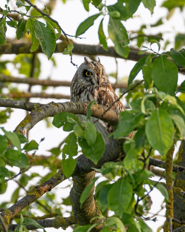 болотная сова, сова, птицы Болотная соваphoto preview