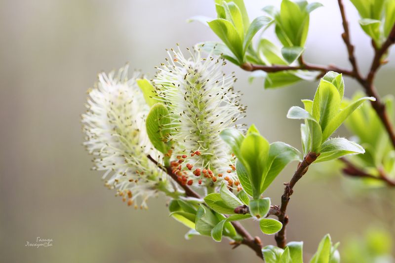 почки, весна, ветка, тычинки Невесомыеphoto preview