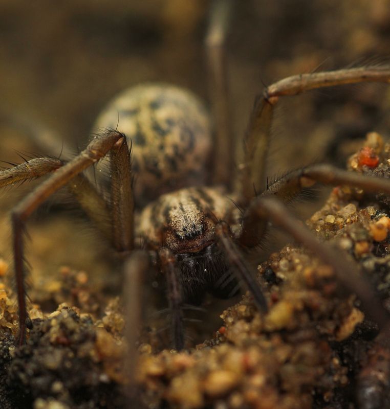 Павук 1photo preview