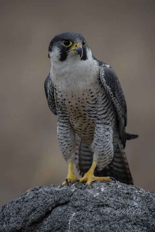 Сапсанphoto preview