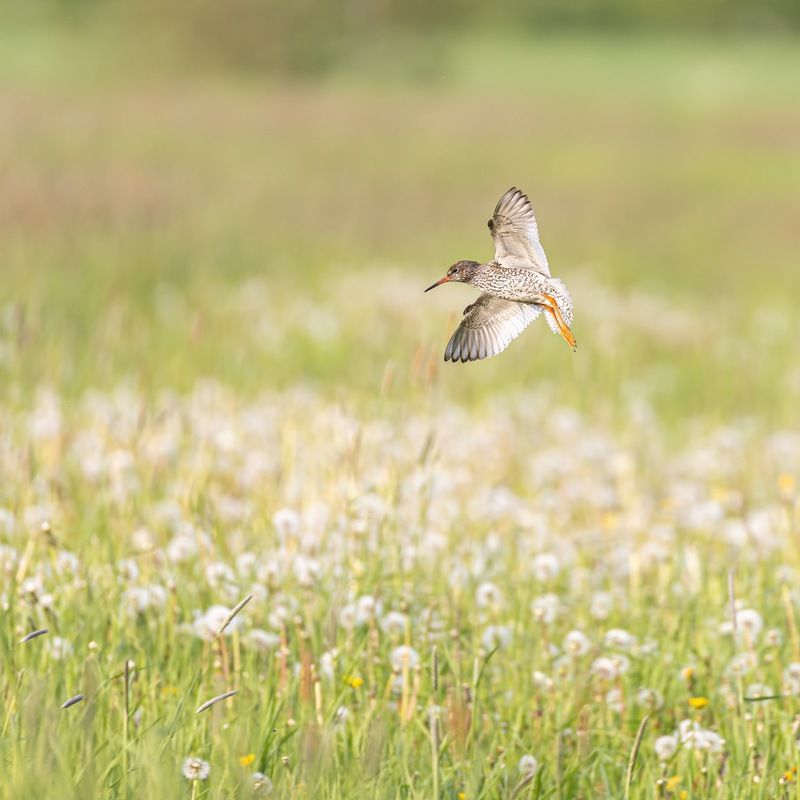 луг, кулик, птицы, лето, травник Порхай как бабочкаphoto preview