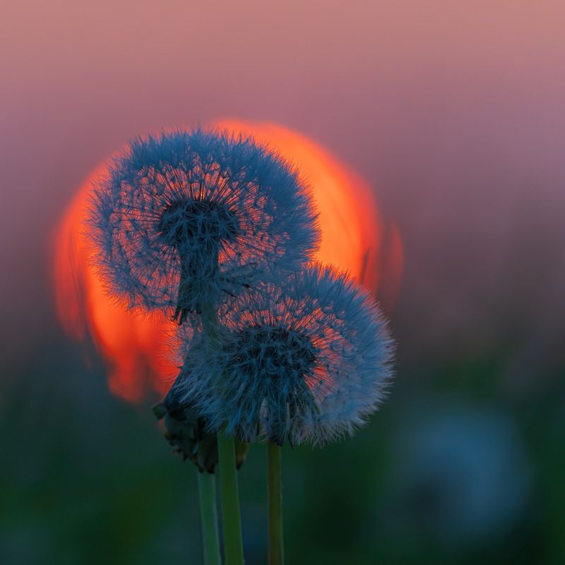 одуванчик photo preview