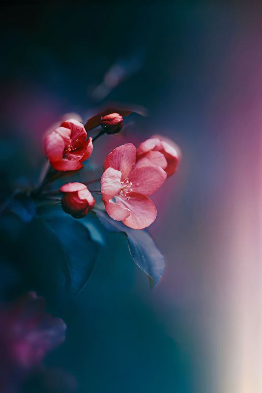 макро, macro, цветы, flower, весна, spring, яблонь Яблонькаphoto preview