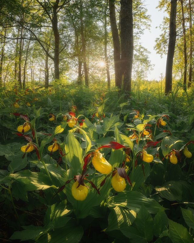 лес, лето, цветы, ленобласть ***photo preview