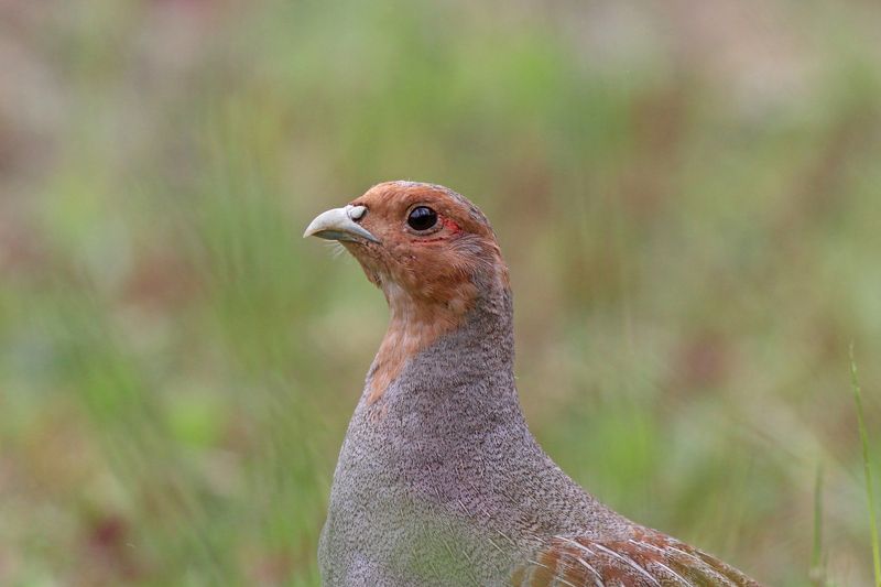 серая куропатка, куропатка, perdix perdix, grey partridge, partridge Портрет куропаткиphoto preview