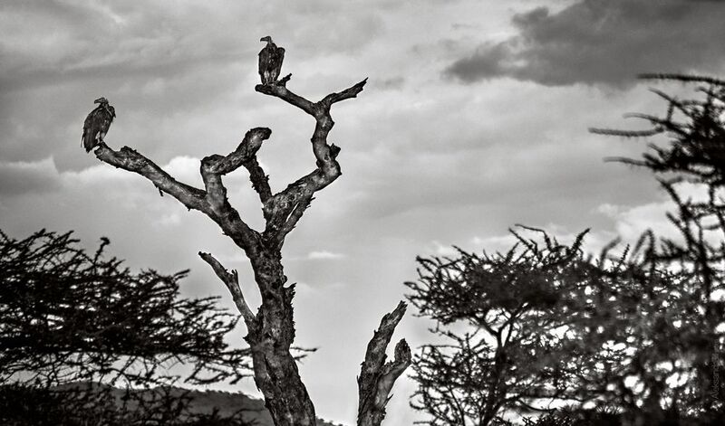 Птицы ветвейphoto preview