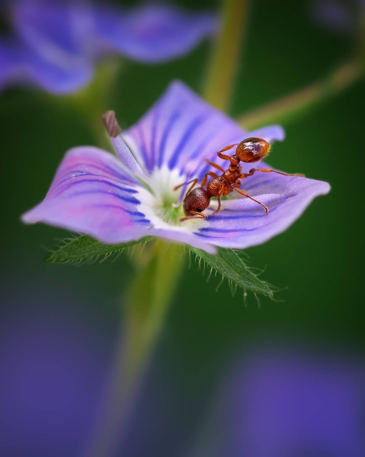 , Рагинская Ольга