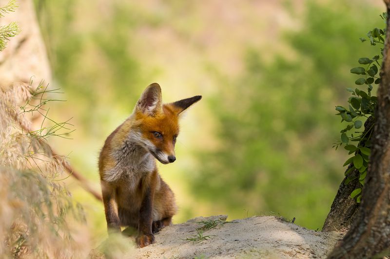 природа Скромнягаphoto preview