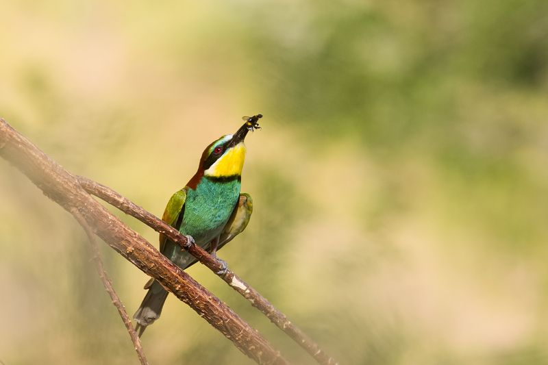 природа Не повезлоphoto preview