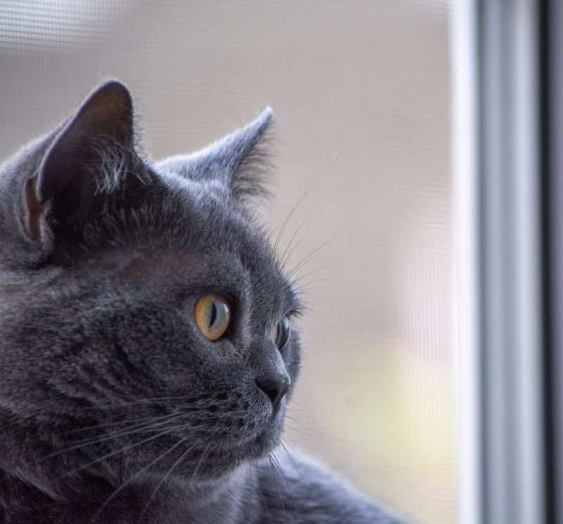 Британская короткошёрстная кошка Сима.photo preview