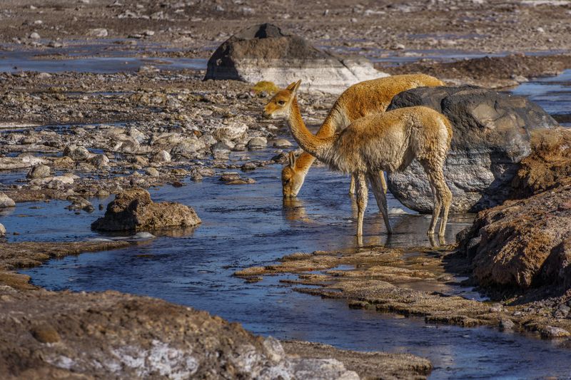 Vicuñas del Tatiophoto preview