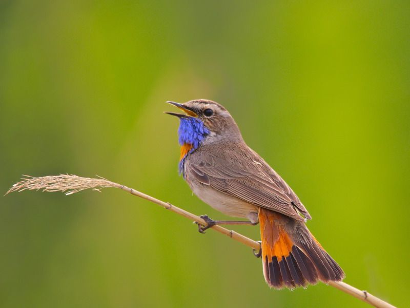 luscinia svecica, варакушка, Варакушка. Мальчик.photo preview