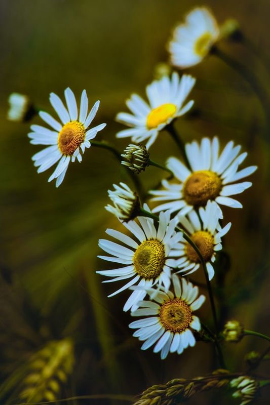 Полевые цветыphoto preview