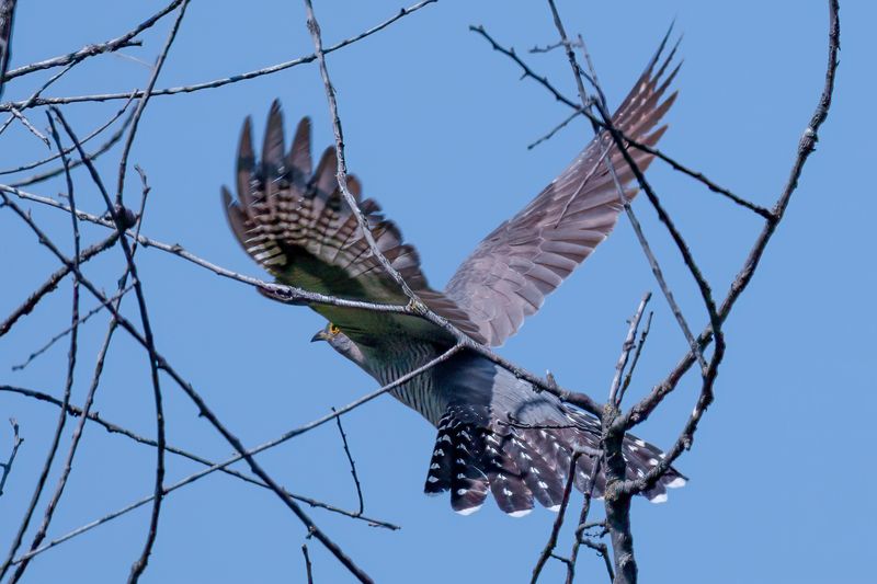 birds, wildlife,  Common Cuckoophoto preview